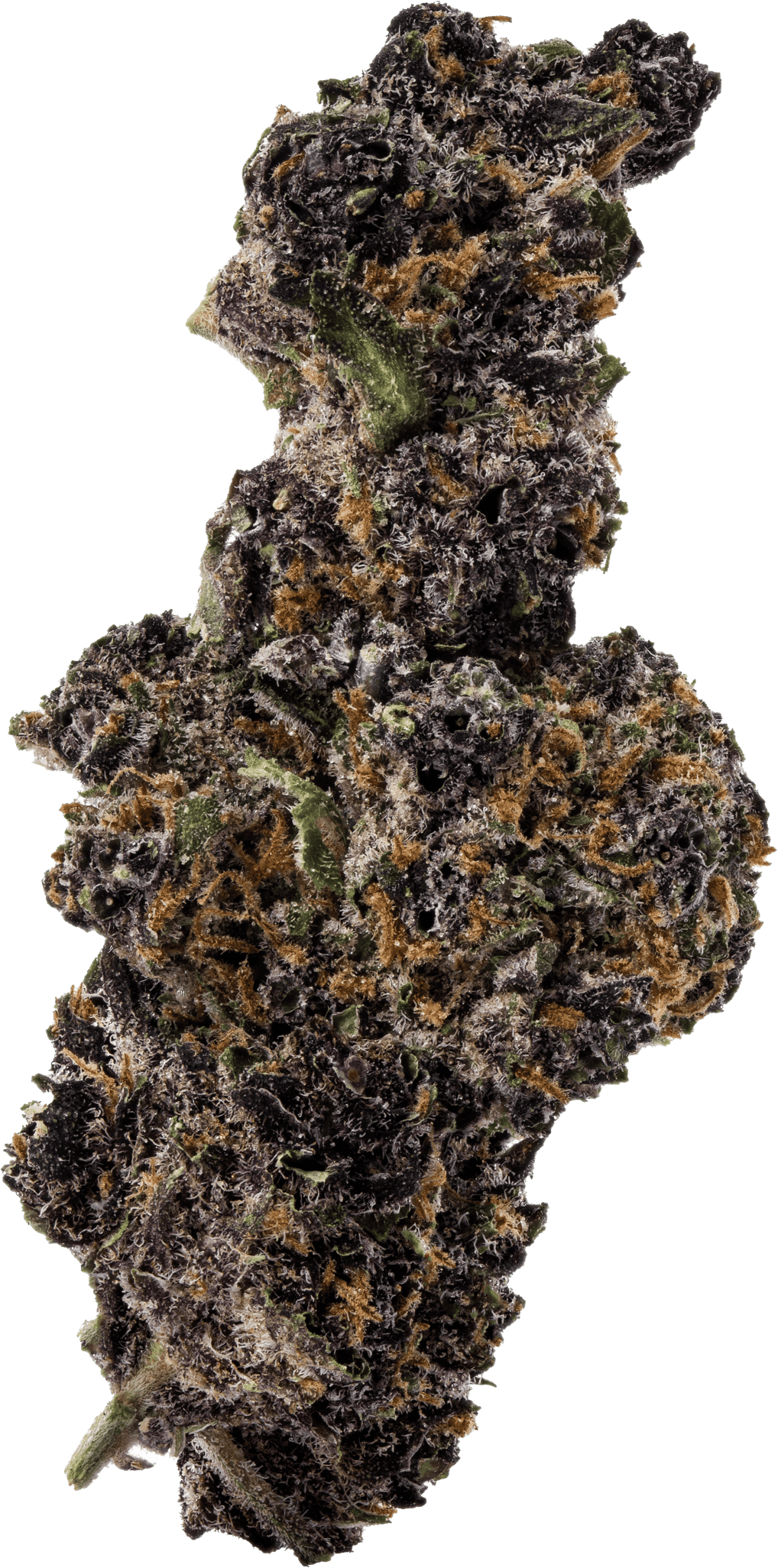 Thai Black Dog Zen Leaf Dispensaries