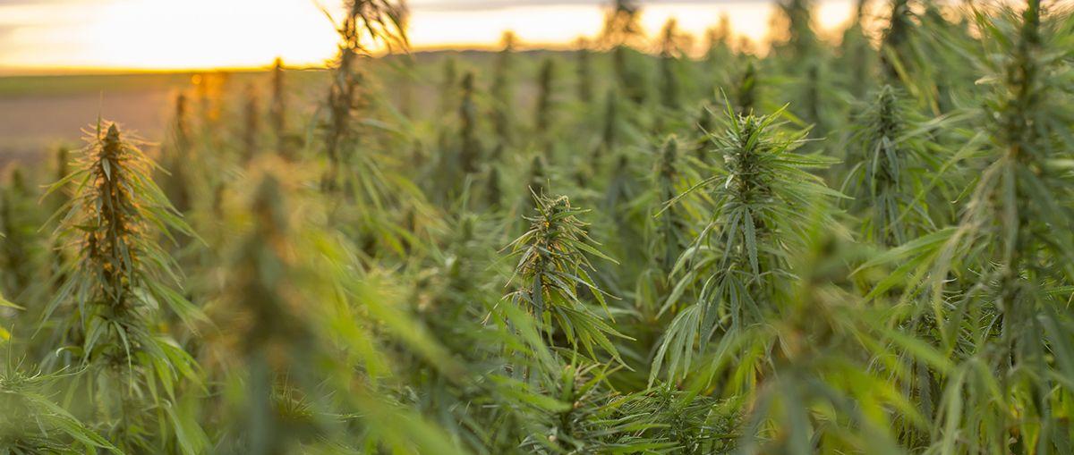 What Is Hemp?