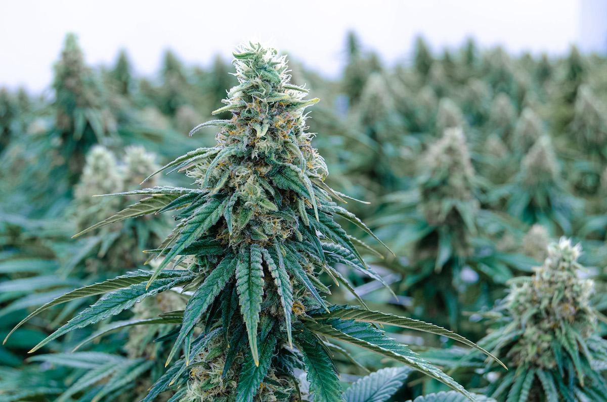 Premium Marijuana Flower