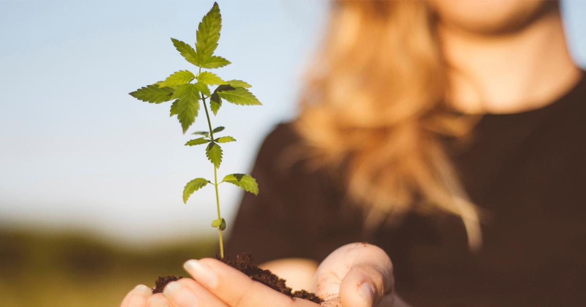 The Future of Cannabis Is Female