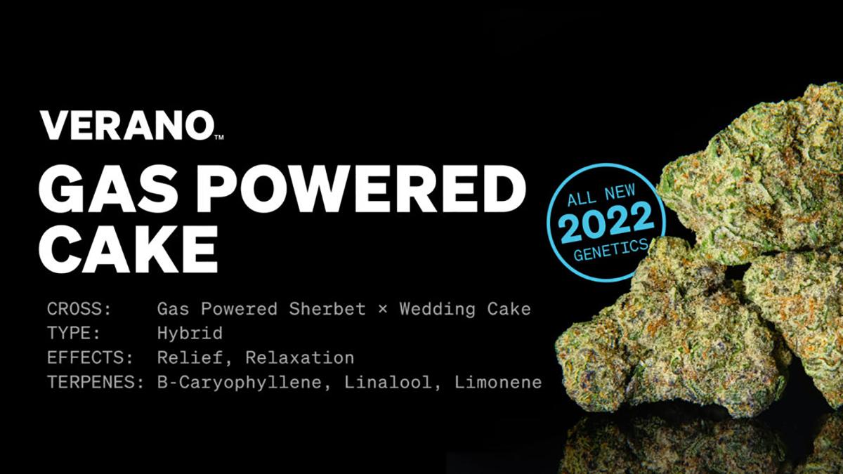 Gas Powered Cake Strain Effects, Potency, & Terpene Profile Zen Leaf