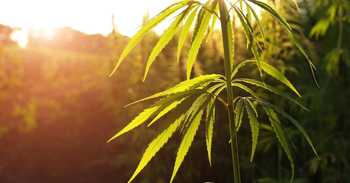 Hemp Vs Cannabis