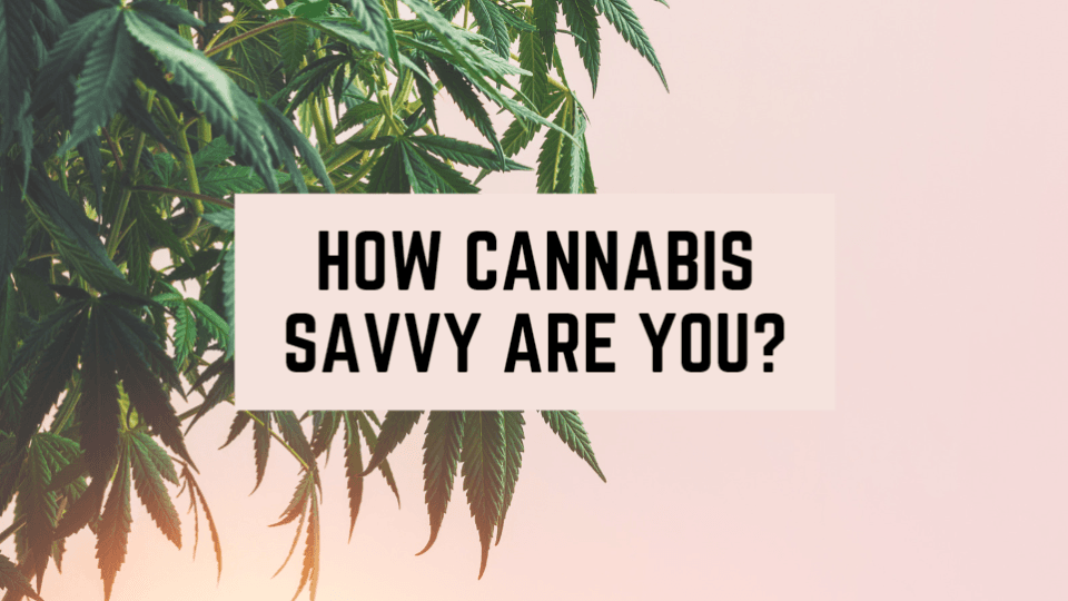 Cannabis Quizzes Marijuana 101 Tests