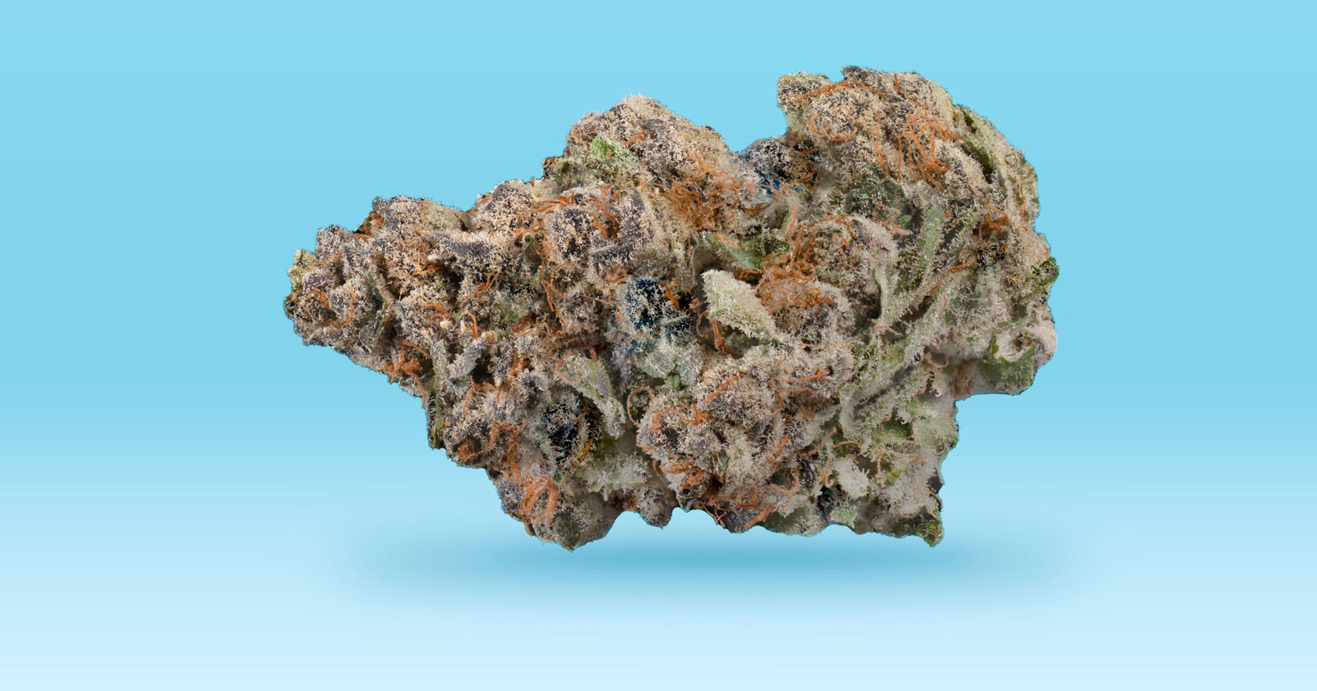 Featured Strain: G Purps