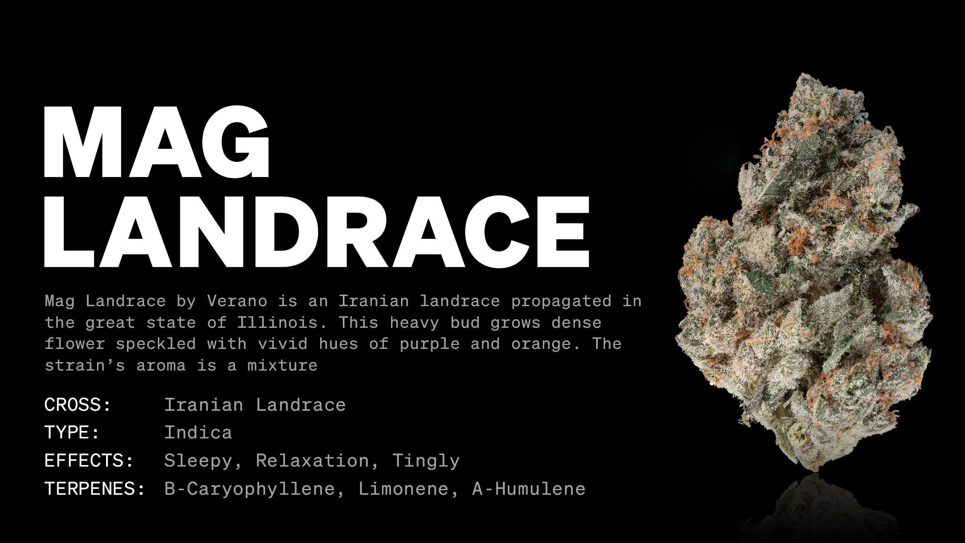 Mag Landrace Strain Info