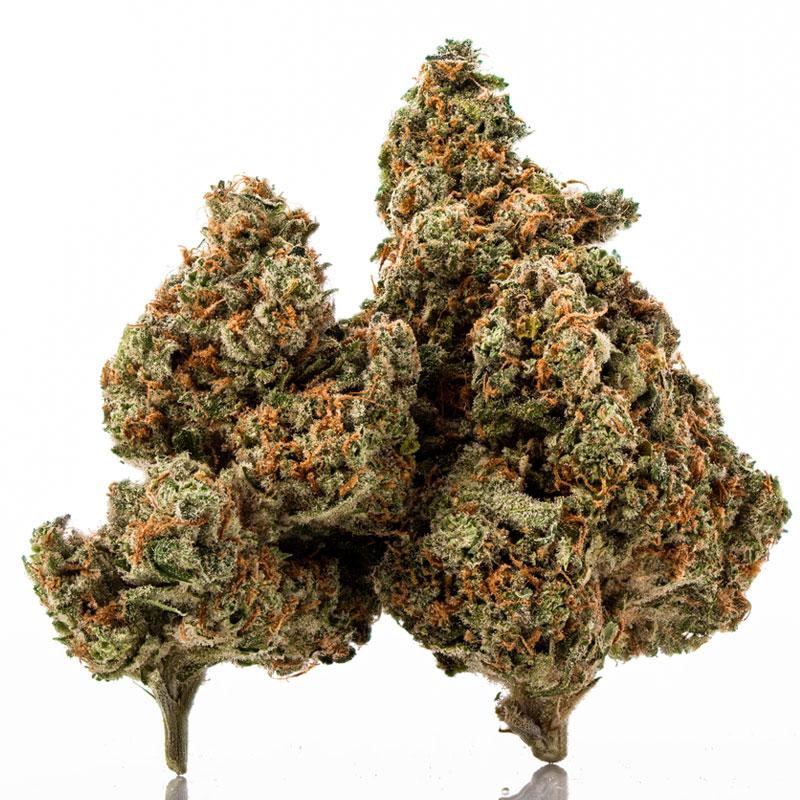 Bussin Strain Description