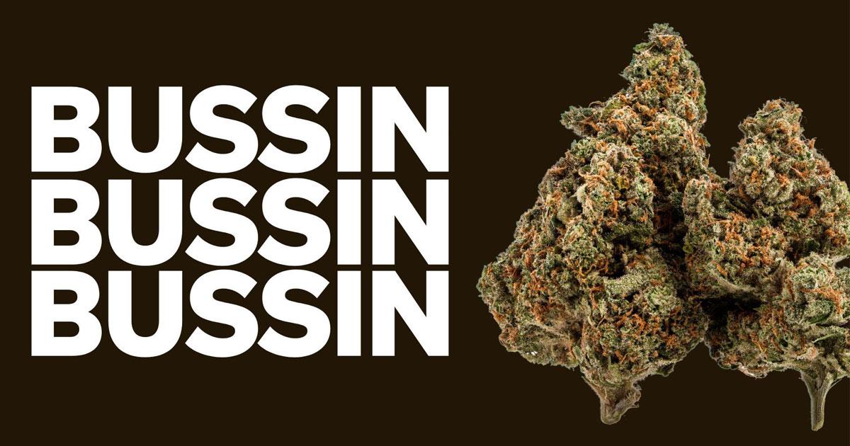 Bussin Cannabis Strain Effects, Potency, & Terpene Profile