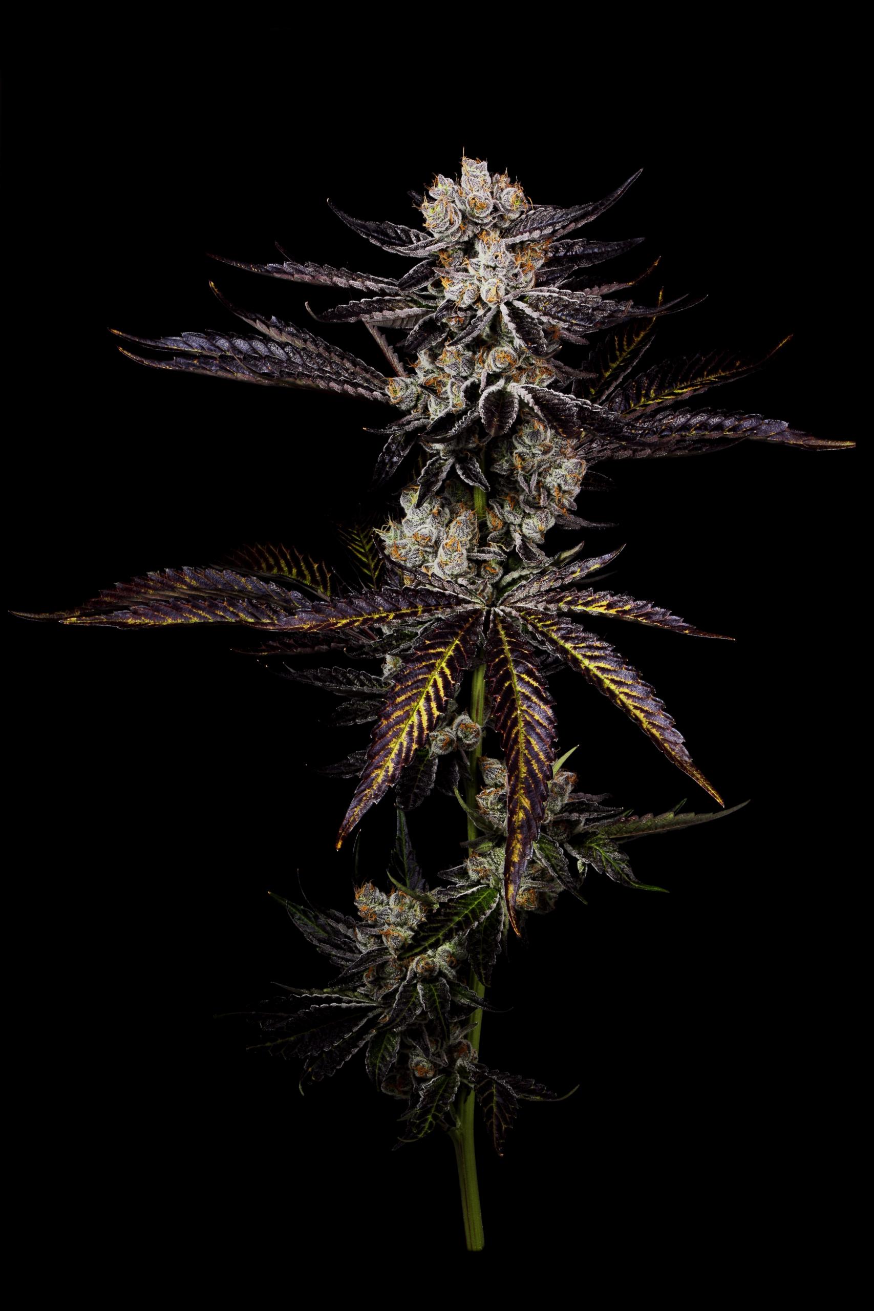 Sativa Cannabis Plant