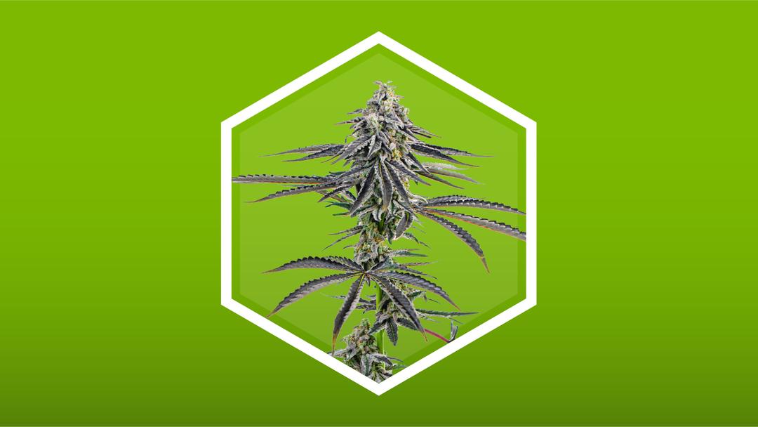 What is the Endocannabinoid System & How Does It Work? Zen Leaf