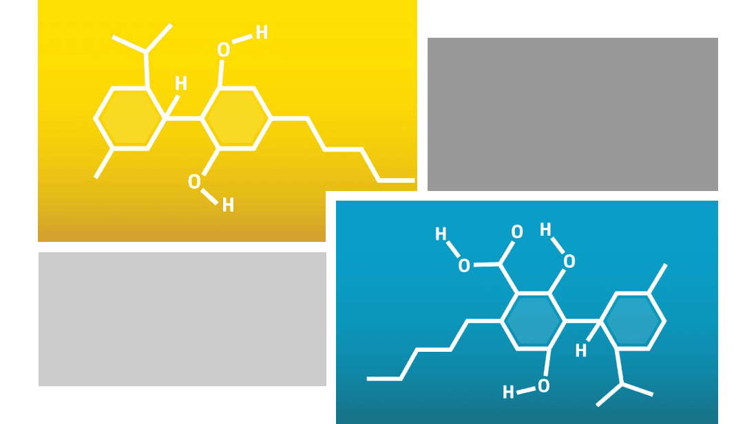 cbda vs cbd