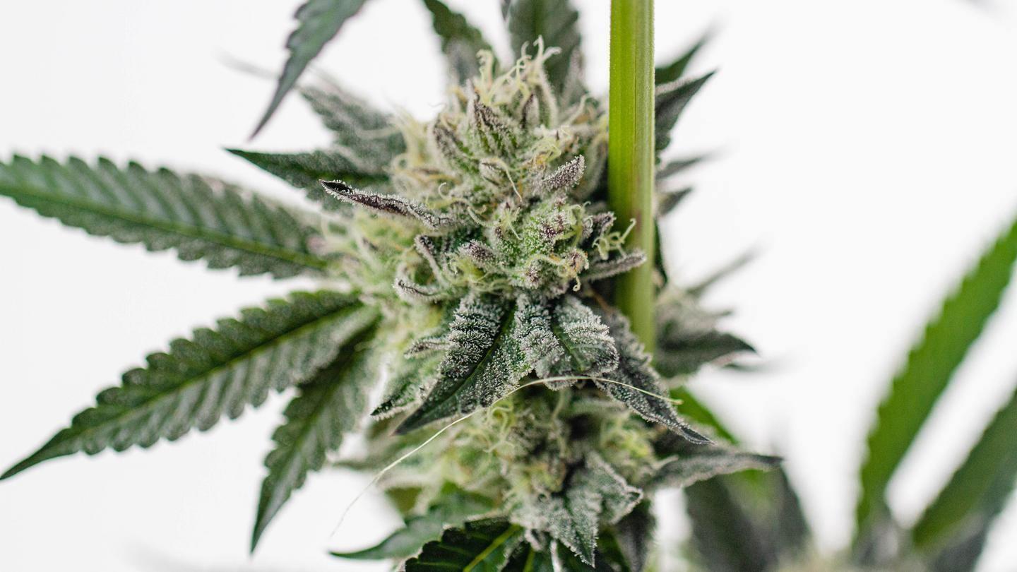 cannabis flower
