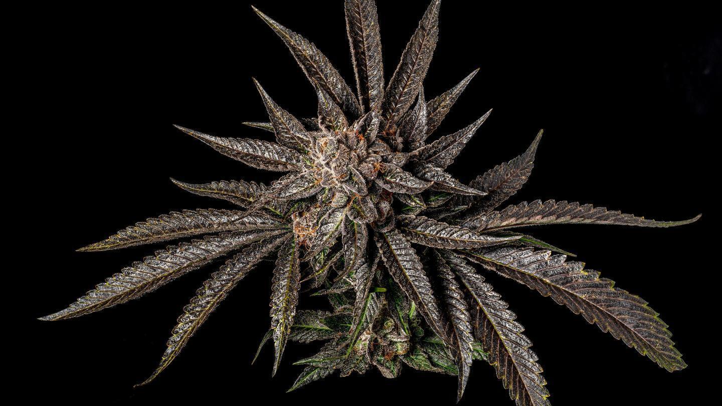 Thanksgiving strains