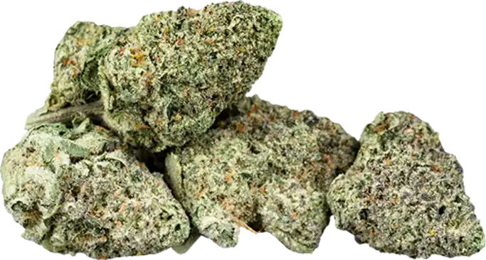 Animal Gas