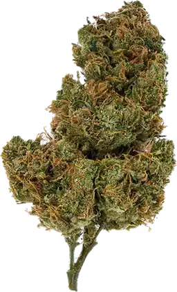 Golden Goat