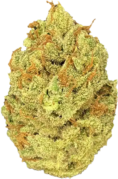 Chocolope
