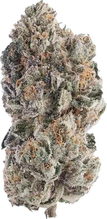 Orange Sherb