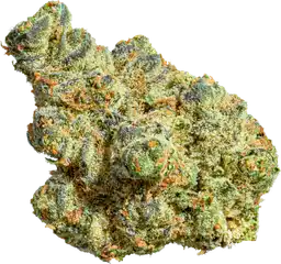 Animal Gas