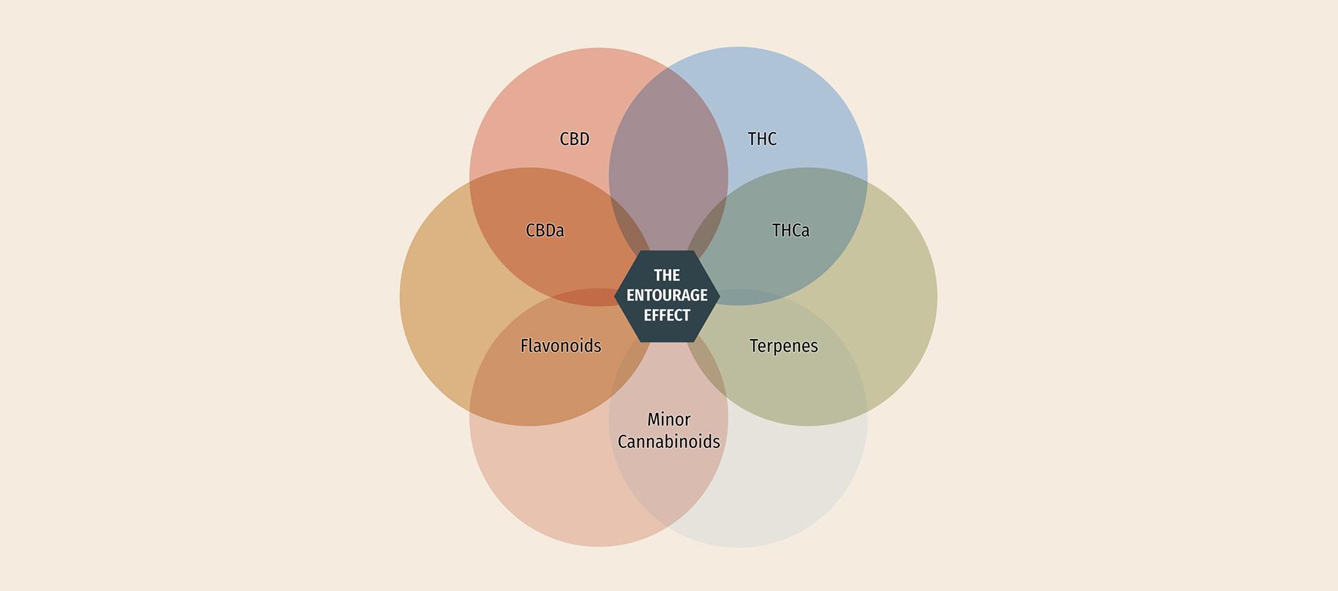 How Do Terpenes Work Within The Entourage Effect