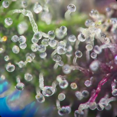 Trichomes Image