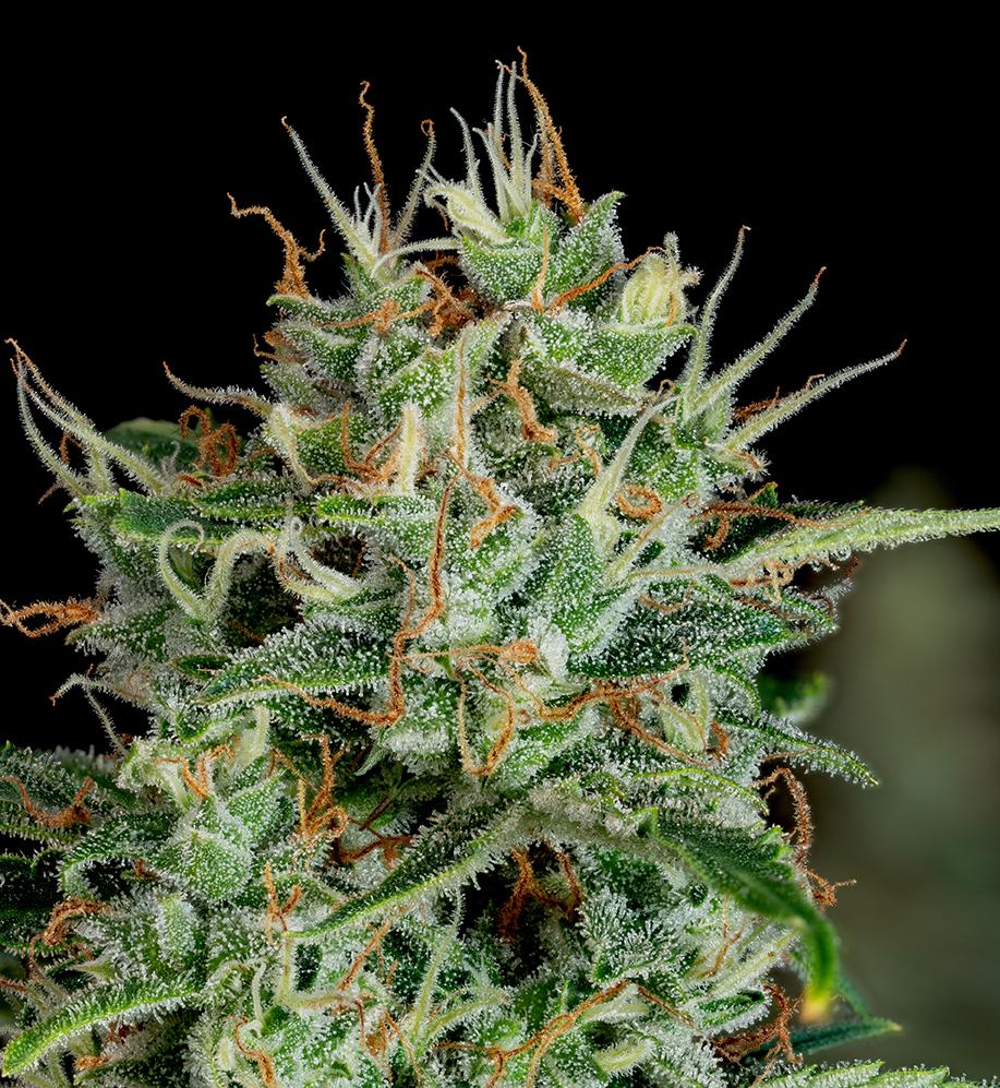 Determining Cannabis Flower Quality