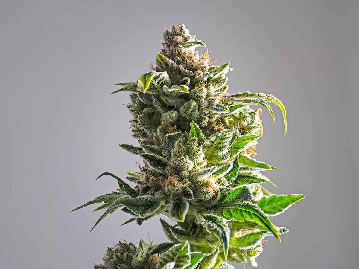 Common Forms of Cannabis Flower