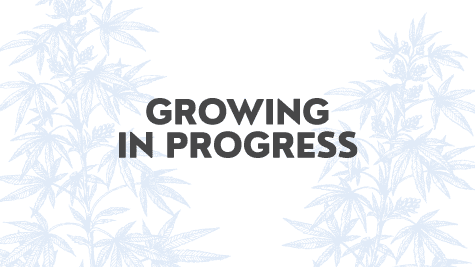Cannabis Strain Growing in Progress