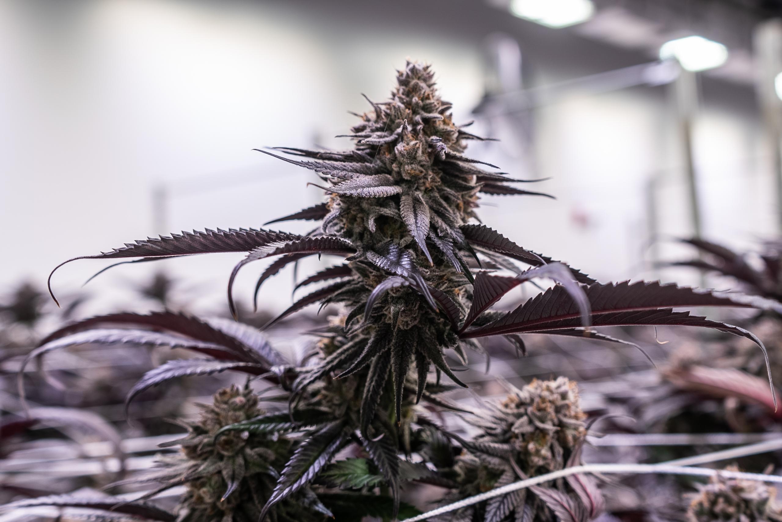 Purple Indica Cannabis Plant
