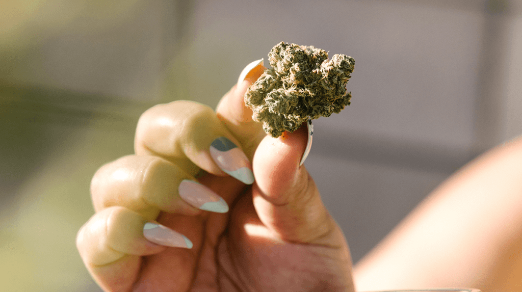 Rocky Road Cannabis Bud Held by Colorful Nails, Yellow Flowers