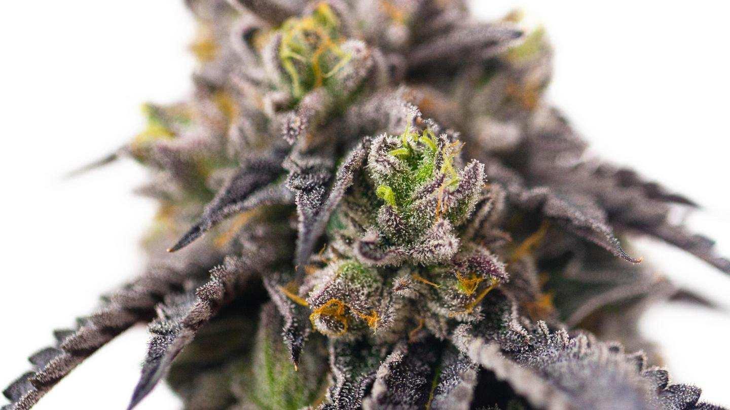 Trichomes on Cannabis Flower