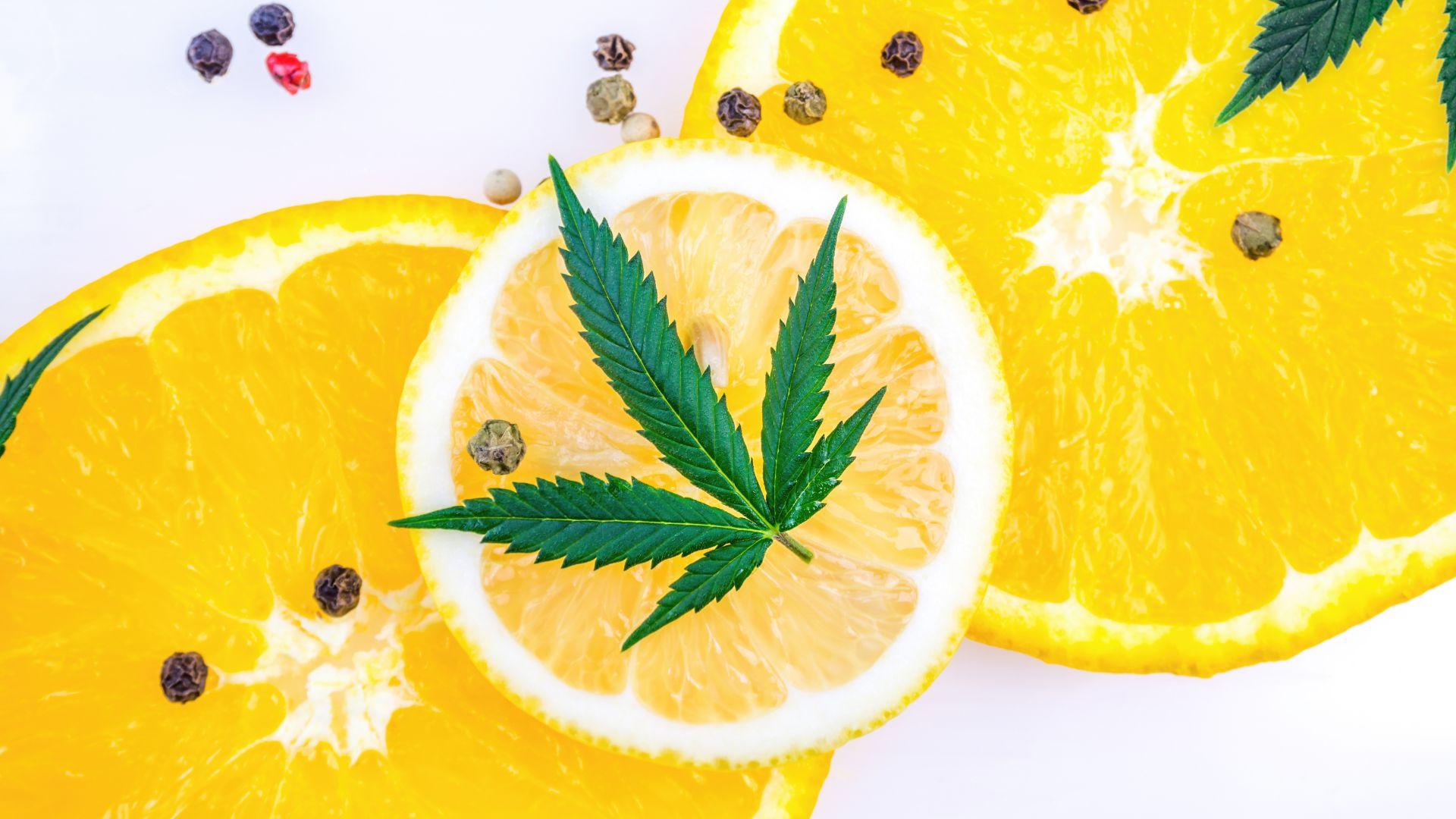 Cannabis Terpenes Limonene, Myrcene, and More