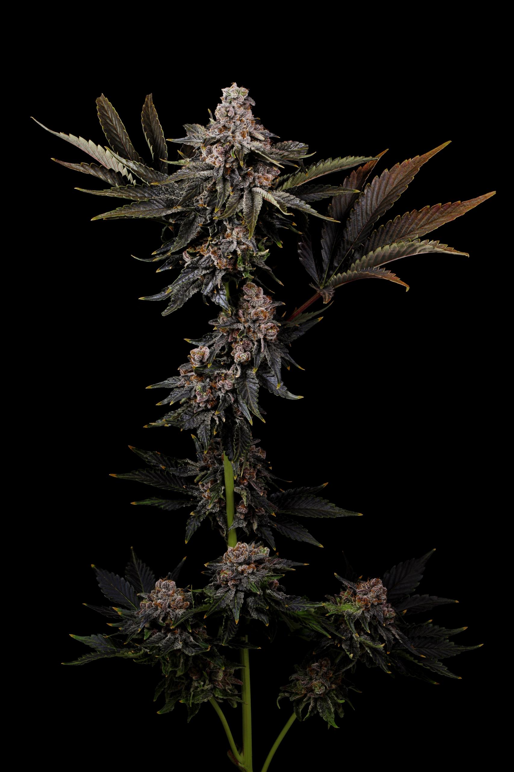 Indica Cannabis Plant