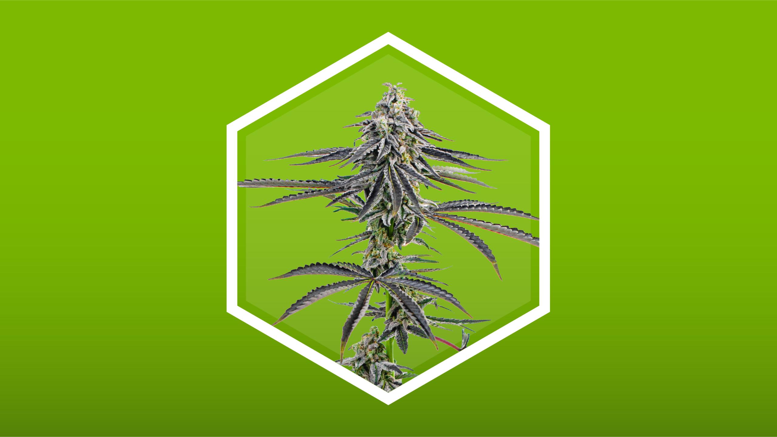 cannabis plant w/ green background