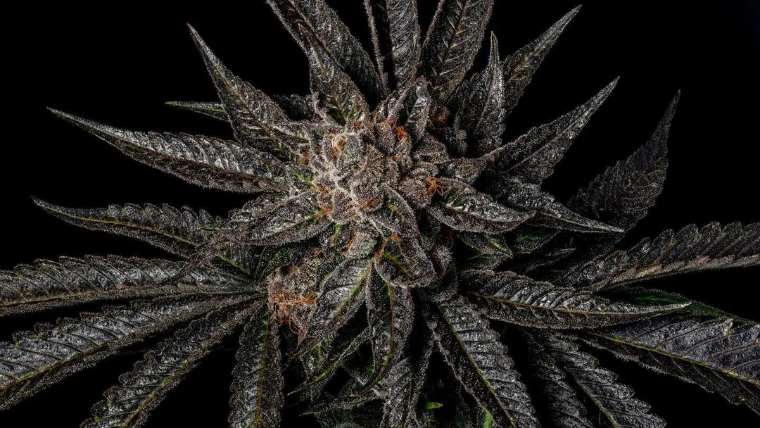 10 Pinene Cannabis Strains to Help You Focus | Zen Leaf