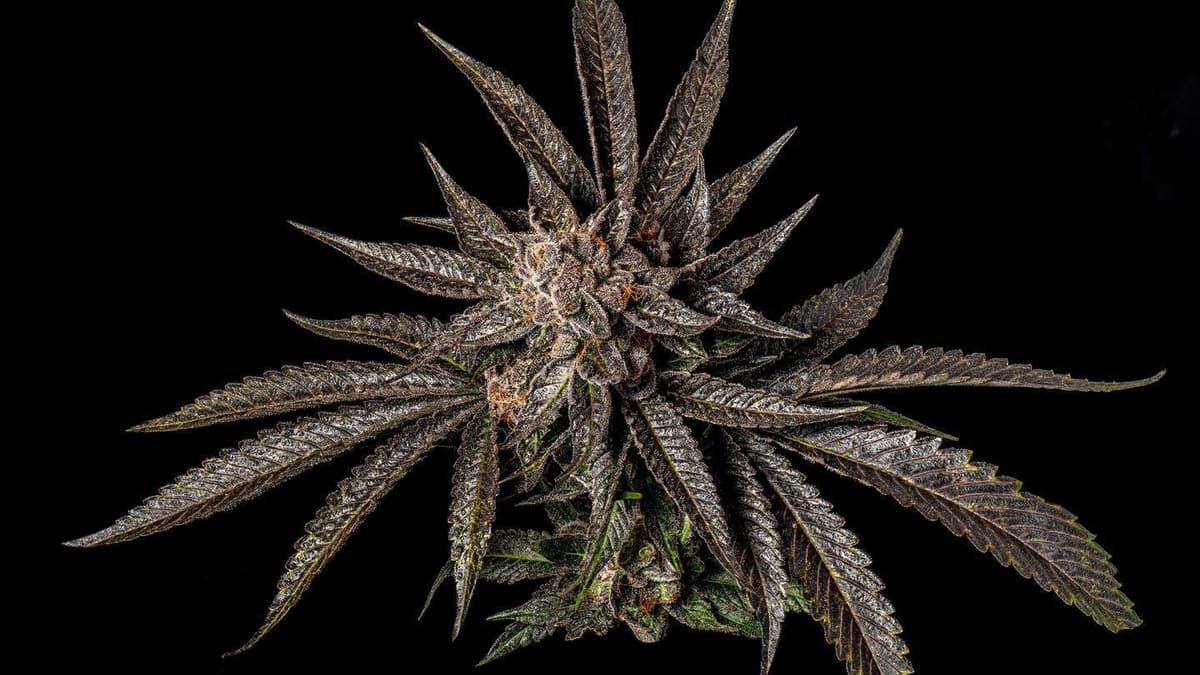 10 Pinene Cannabis Strains to Help You Focus | Zen Leaf