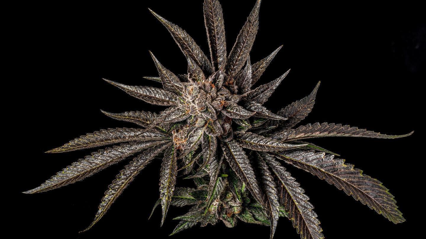 10 Pinene Cannabis Strains to Help You Focus | Zen Leaf