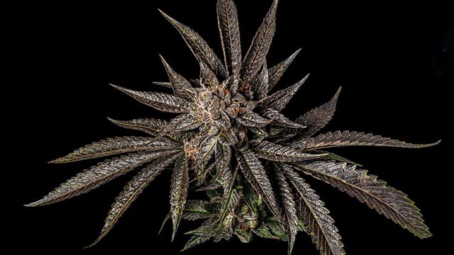 10 Pinene Cannabis Strains to Help You Focus | Zen Leaf