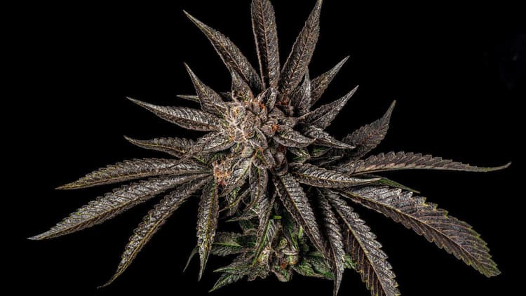 10 Pinene Cannabis Strains to Help You Focus | Zen Leaf