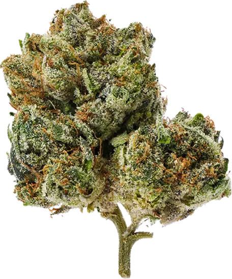 Passionfruit Gelato image 1