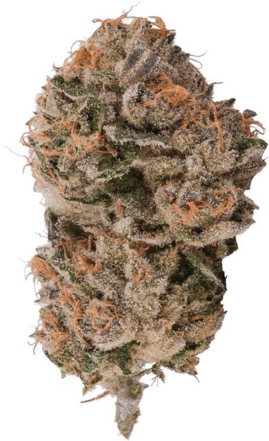 Purple Octane x Jealousy