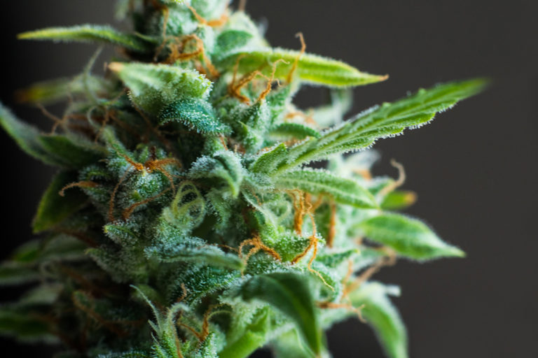 Photo of a fresh cannabis flower