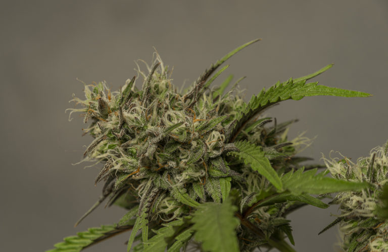 Photo of indica cannabis flower on a stem