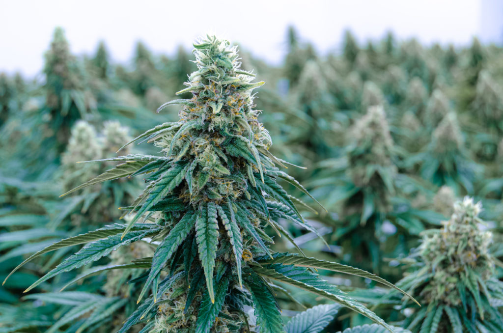 High CBD Cannabis Flower